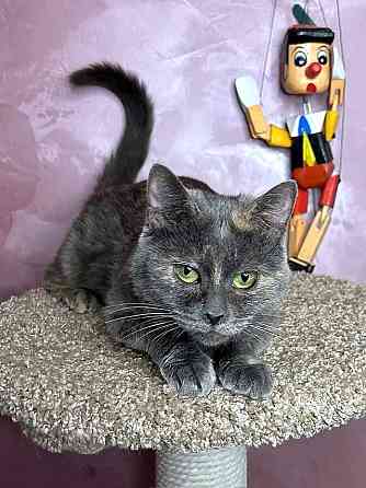 Масяня, ласковая мурлыка, маленькая и забавная кошечка Москва