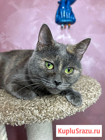 Масяня, ласковая мурлыка, маленькая и забавная кошечка Москва - изображение 2