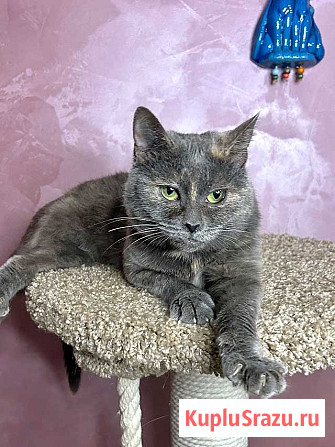 Масяня, ласковая мурлыка, маленькая и забавная кошечка Москва - изображение 3
