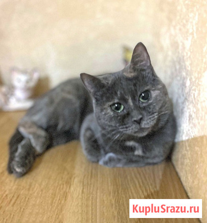 Масяня, ласковая мурлыка, маленькая и забавная кошечка Москва - изображение 4