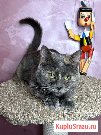 Масяня, ласковая мурлыка, маленькая и забавная кошечка Москва - изображение 1