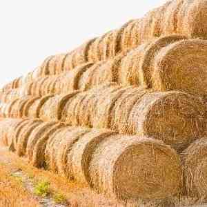 Продам сено в рулонах Чудово
