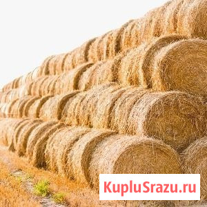 Продам сено в рулонах Чудово - изображение 1
