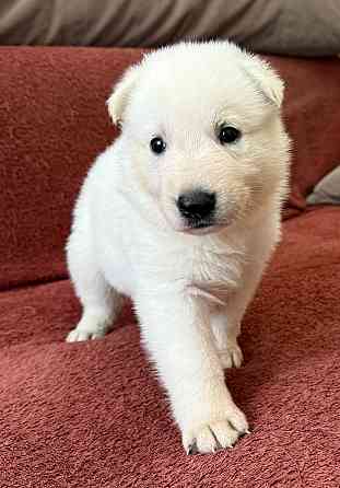 Щенки белой швейцарской овчарки Симферополь