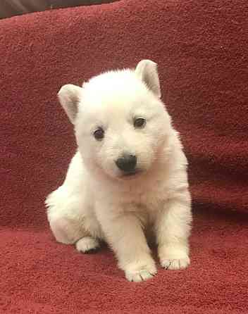 Щенки белой швейцарской овчарки Симферополь