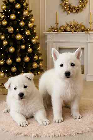 Щенки белой швейцарской овчарки Симферополь