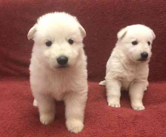 Щенки белой швейцарской овчарки Симферополь