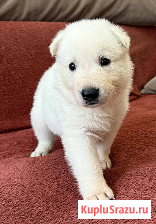 Щенки белой швейцарской овчарки Симферополь - изображение 3