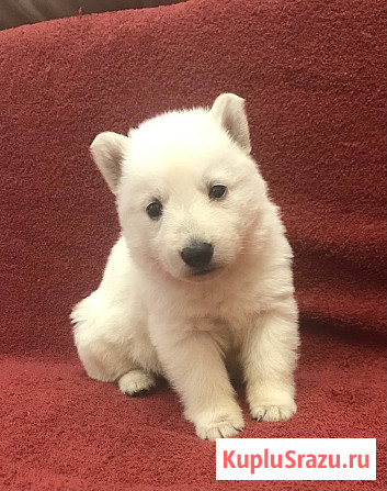 Щенки белой швейцарской овчарки Симферополь - изображение 2