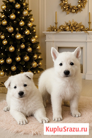 Щенки белой швейцарской овчарки Симферополь - изображение 1