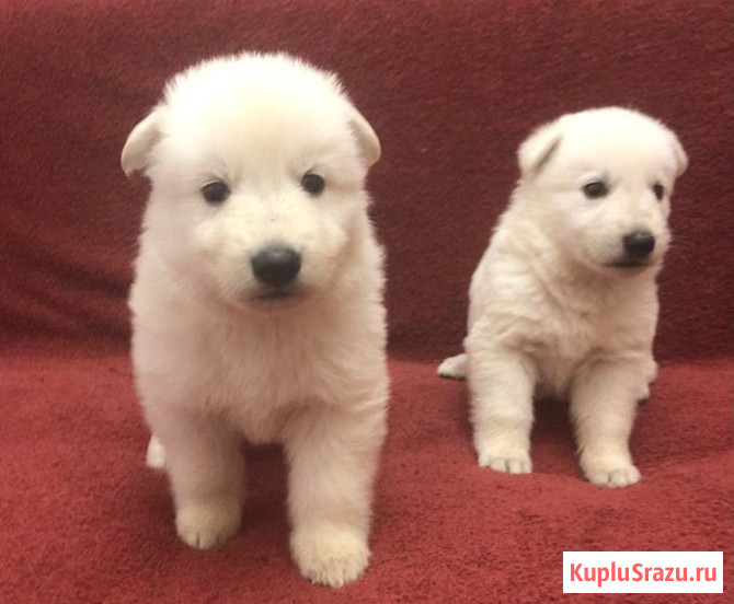 Щенки белой швейцарской овчарки Симферополь - изображение 4