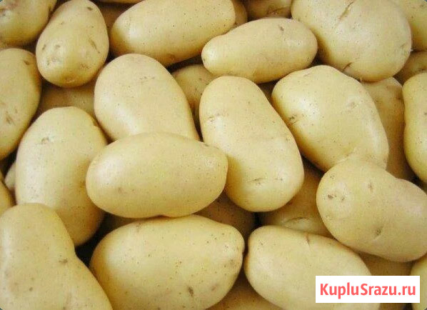 Картофель семенной сорт Леди Клэр РС1 Барнаул - изображение 1