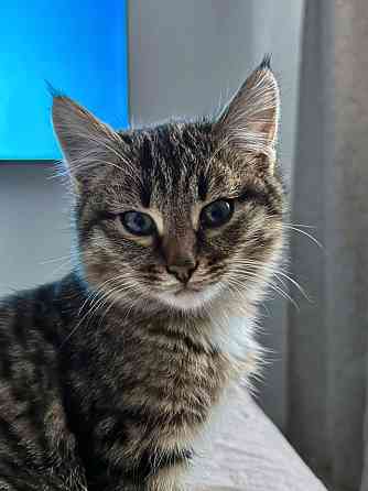 Солнечный добрый котенок Васенька ищет семью Москва