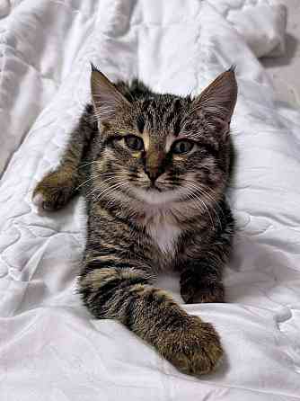 Солнечный добрый котенок Васенька ищет семью Москва