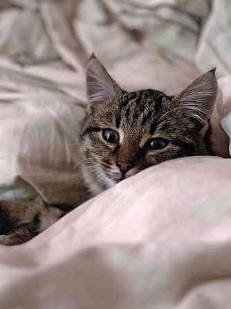 Солнечный добрый котенок Васенька ищет семью Москва