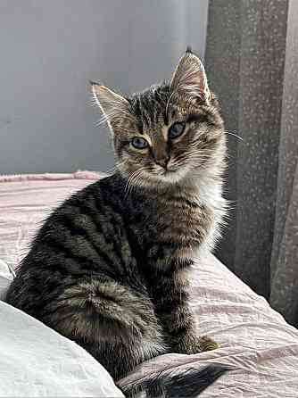 Солнечный добрый котенок Васенька ищет семью Москва