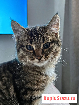 Солнечный добрый котенок Васенька ищет семью Москва - изображение 2