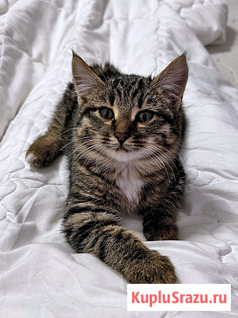 Солнечный добрый котенок Васенька ищет семью Москва - изображение 3