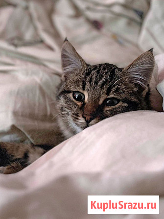 Солнечный добрый котенок Васенька ищет семью Москва - изображение 4