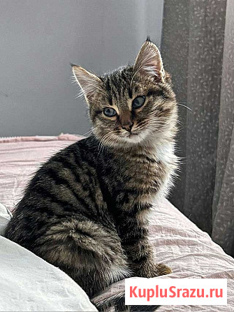 Солнечный добрый котенок Васенька ищет семью Москва - изображение 1