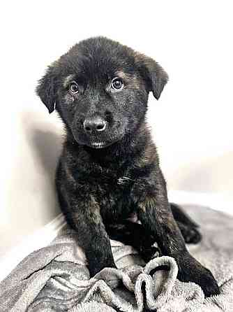Чудесные щенки мальчик и девочка метисы лабрадора в дар Санкт-Петербург