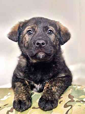 Чудесные щенки мальчик и девочка метисы лабрадора в дар Санкт-Петербург