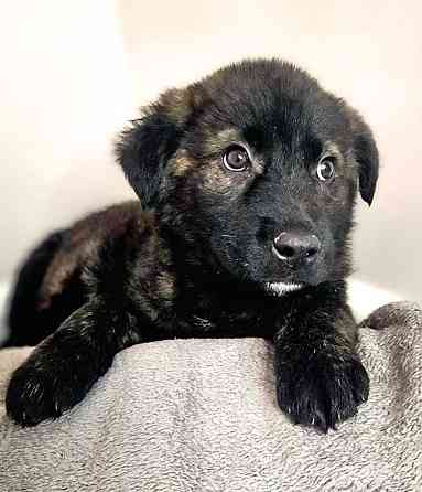 Чудесные щенки мальчик и девочка метисы лабрадора в дар Санкт-Петербург