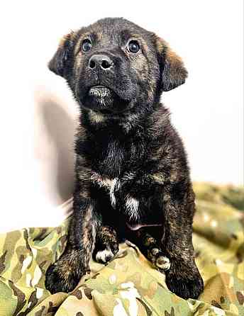 Чудесные щенки мальчик и девочка метисы лабрадора в дар Санкт-Петербург