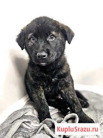 Чудесные щенки мальчик и девочка метисы лабрадора в дар Санкт-Петербург - изображение 2