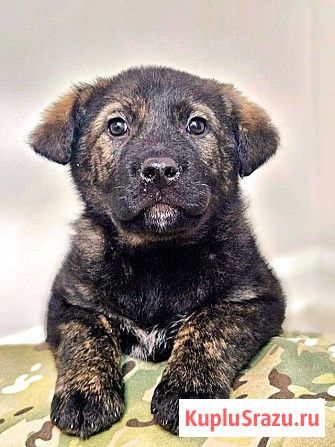 Чудесные щенки мальчик и девочка метисы лабрадора в дар Санкт-Петербург - изображение 1