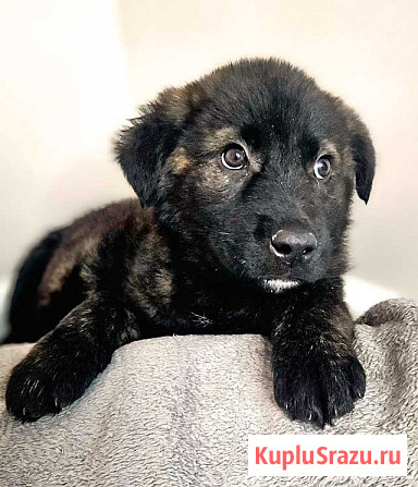 Чудесные щенки мальчик и девочка метисы лабрадора в дар Санкт-Петербург - изображение 4