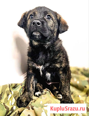 Чудесные щенки мальчик и девочка метисы лабрадора в дар Санкт-Петербург - изображение 3