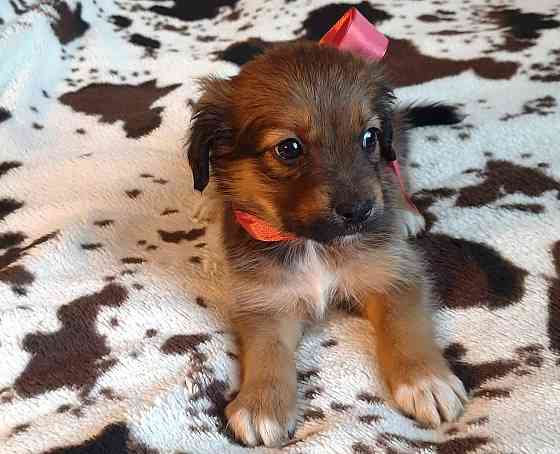 Милейшие щенки от домашней собачки Иркутск