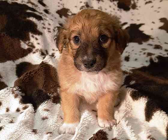 Милейшие щенки от домашней собачки Иркутск