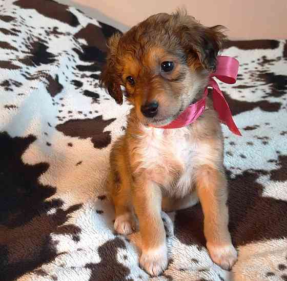 Милейшие щенки от домашней собачки Иркутск