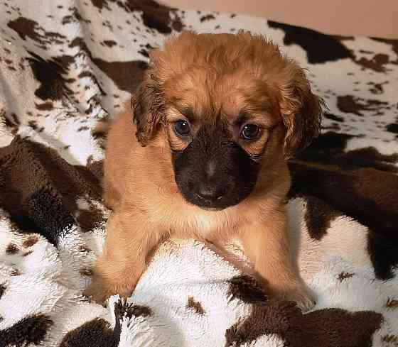 Милейшие щенки от домашней собачки Иркутск