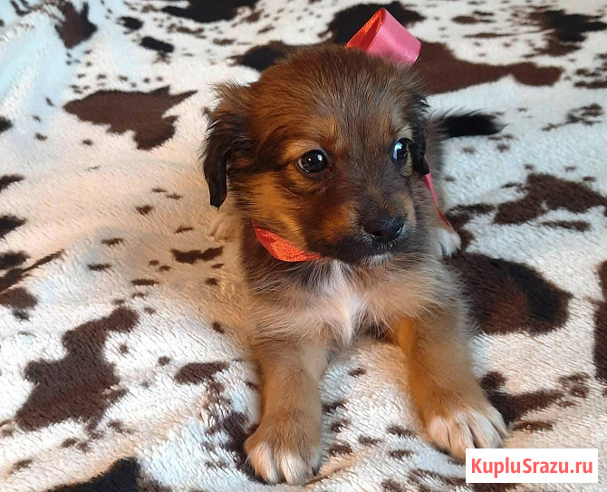 Милейшие щенки от домашней собачки Иркутск - изображение 1