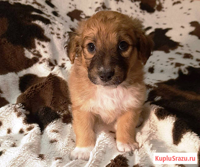 Милейшие щенки от домашней собачки Иркутск - изображение 4