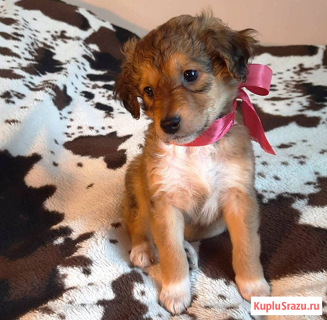 Милейшие щенки от домашней собачки Иркутск - изображение 2