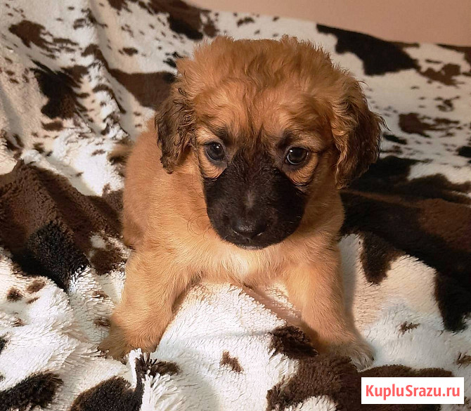 Милейшие щенки от домашней собачки Иркутск - изображение 3