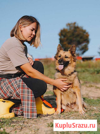 Домашняя миниатюрная собачка Леди, идеальный компаньон ищет дом Воронеж - изображение 2