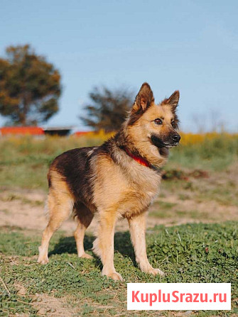 Домашняя миниатюрная собачка Леди, идеальный компаньон ищет дом Воронеж - изображение 3