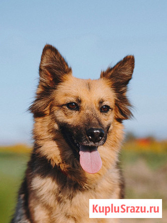 Домашняя миниатюрная собачка Леди, идеальный компаньон ищет дом Воронеж - изображение 4