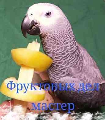 Жако выкормыш говорящий и аратинга от заводчика Ижевск