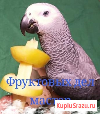 Жако выкормыш говорящий и аратинга от заводчика Ижевск - изображение 1