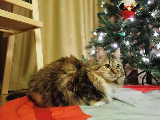 Домашняя трехцветная кошечка Дэлька в добрые руки Москва