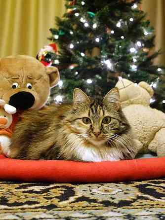 Домашняя трехцветная кошечка Дэлька в добрые руки Москва