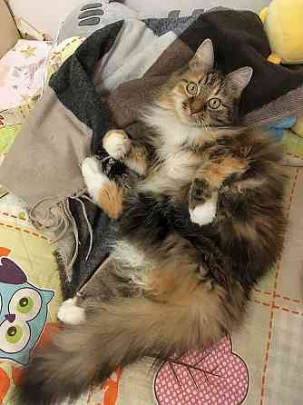 Домашняя трехцветная кошечка Дэлька в добрые руки Москва