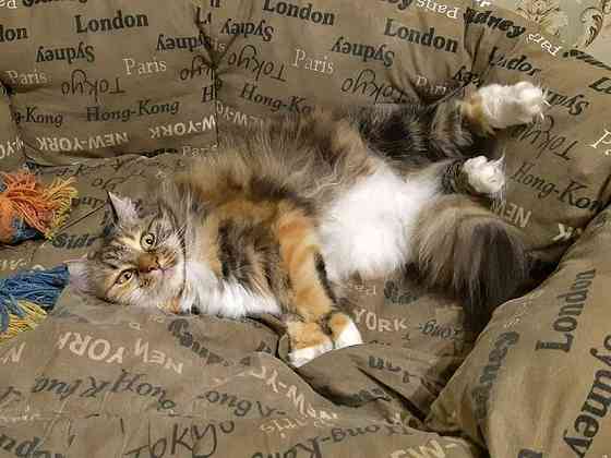 Домашняя трехцветная кошечка Дэлька в добрые руки Москва