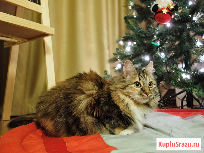 Домашняя трехцветная кошечка Дэлька в добрые руки Москва - изображение 2